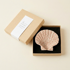 Coquille Luce