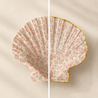 Coquille Luce