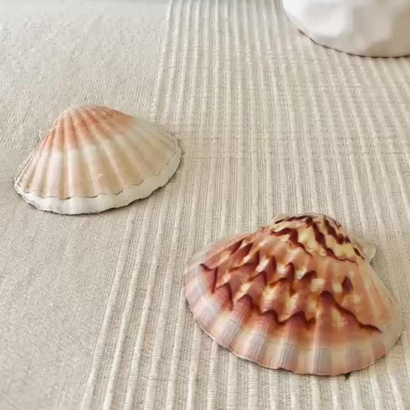 Duo Coquilles Cléo