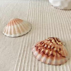 Duo Coquilles Cléo